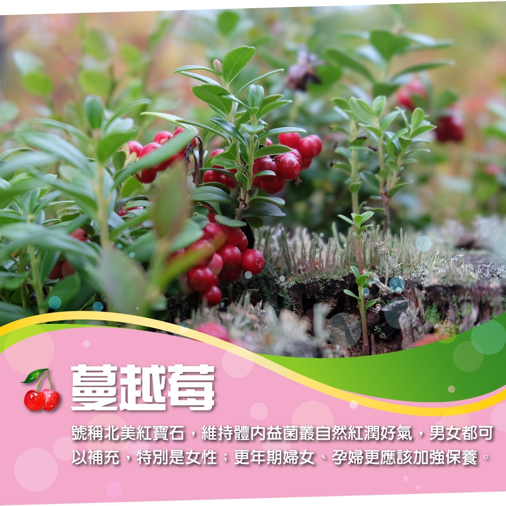 介紹圖-櫻桃C-021 蔓越莓